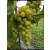 Winorośl, winogron  RUSWEN  art. nr 244 zielony, deserowy